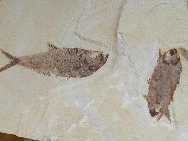 Fossile de Poisson